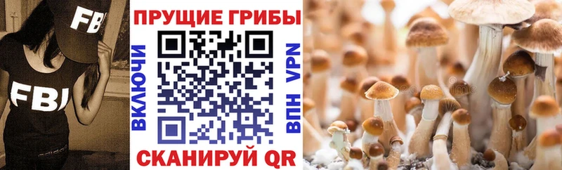Псилоцибиновые грибы прущие грибы  мега как зайти  Советск 